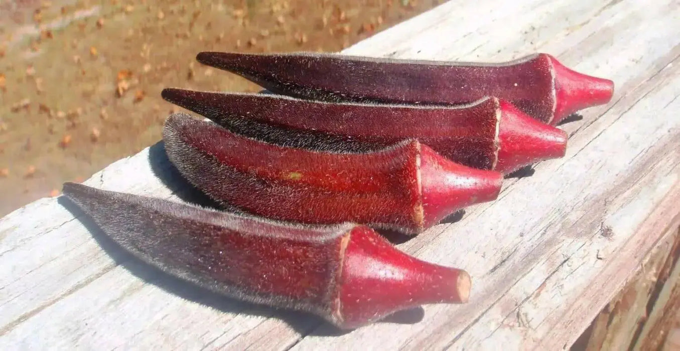 Red Okra, Ladies Finger seeds, Gumbo, easy to grow, - Caribbean garden seed