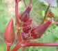 Red Okra, Ladies Finger seeds, Gumbo, easy to grow, - Caribbean garden seed