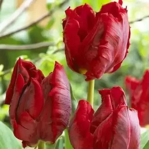 Red Parrot Tulip Bulbs, SPRING BLOOM - Caribbean garden seed