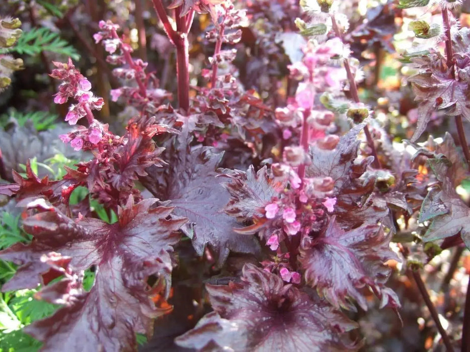 Red Perilla Seeds/Shiso,Red leaf, Purple Mint, Asian Vegetable - Caribbeangardenseed