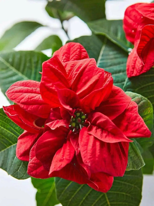 RED Poinsettias LIVE PLANS, 3'POT - Beautiful Holiday Houseplant - Caribbean garden seed