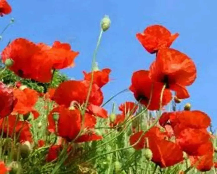 Red Poppy (Papaver Rhoeas)  Flowers Seeds - Caribbean garden seed