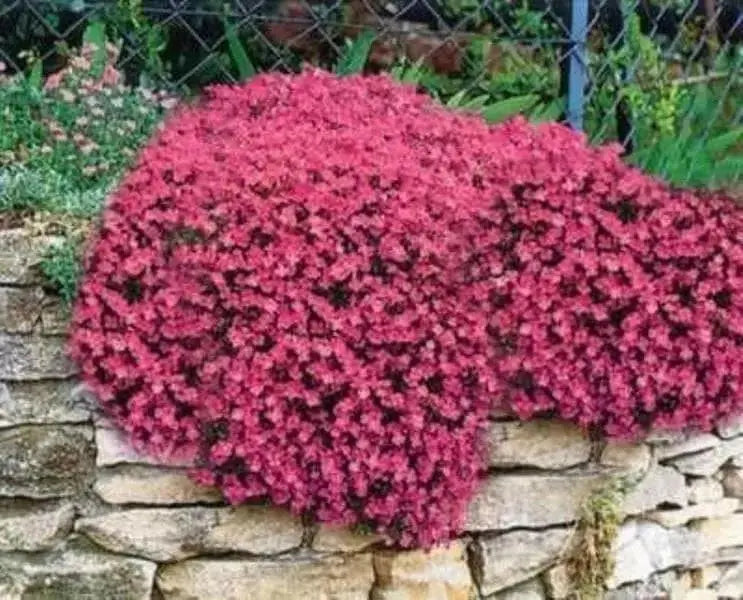 RED ROCK CRESS / PERENNIAL / DEER RESISTANT ,FLOWER SEEDS - Caribbean garden seed