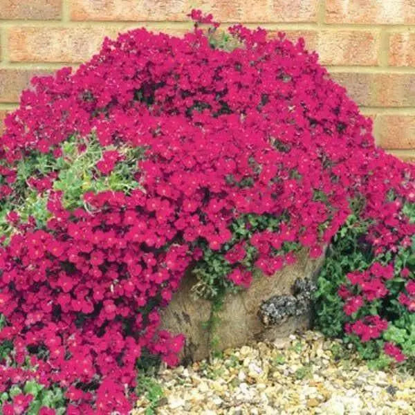 RED ROCK CRESS / PERENNIAL / DEER RESISTANT ,FLOWER SEEDS - Caribbean garden seed