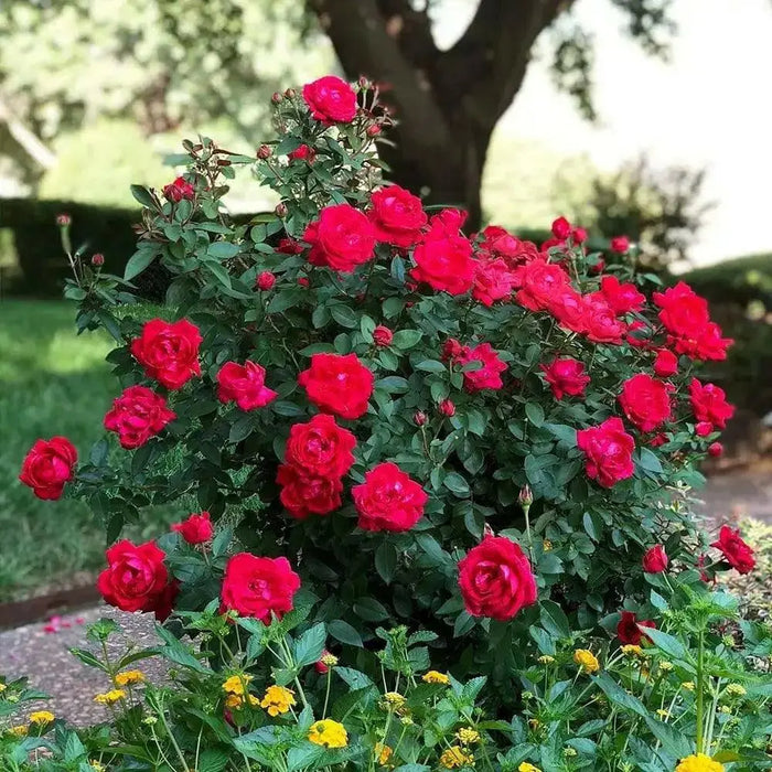 RED Rose BUSH (1 Plant) Ornamental, Outdoor SHRUB - Caribbean garden seed