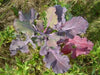 Red Russian Kale Seeds,~ Microgreens/Babyleaf/full maturity - Caribbean garden seed