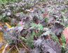 Red Russian Kale Seeds,~ Microgreens/Babyleaf/full maturity - Caribbean garden seed