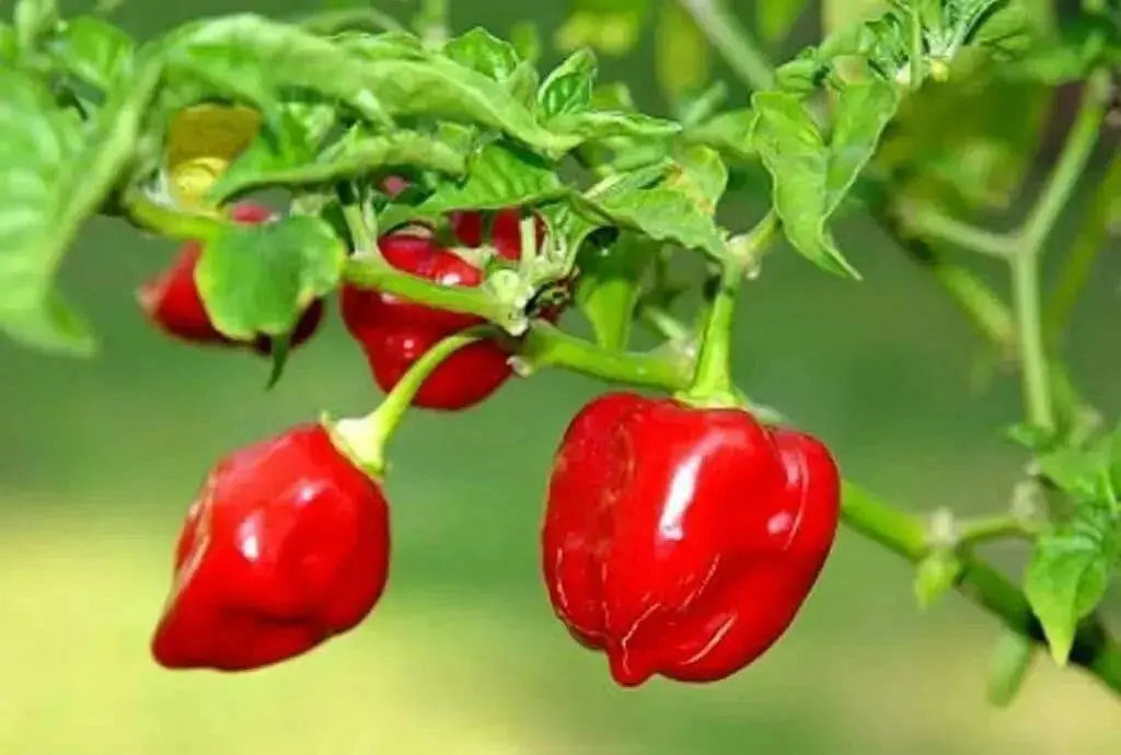 Red Savina Pepper Seeds(Capsicum chinense ),Open Pollinated - Caribbean garden seed