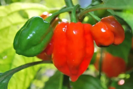 Red Savina Pepper Seeds(Capsicum chinense ),Open Pollinated - Caribbeangardenseed