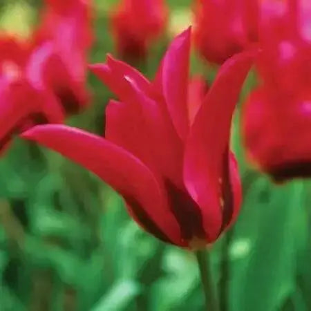 Red Spring Green ,Tulip Bulbs , Fall Planting - Caribbean garden seed