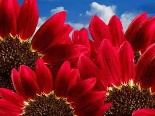 RED Sunflowers Seed, Summer flowers - Caribbean garden seed