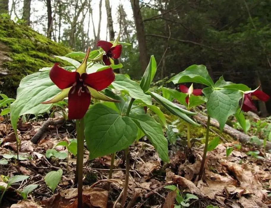 [Seeds] - Caribbeangardenseed