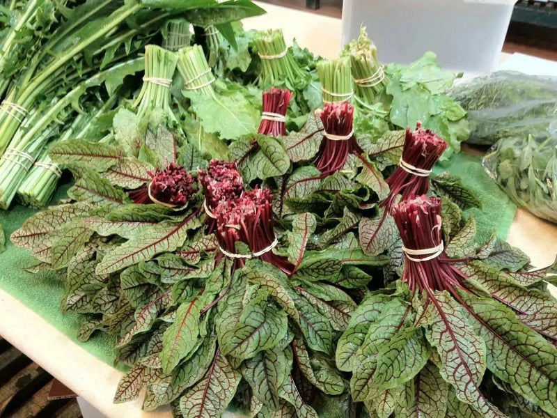 Red Veined  Sorrel (Rumex Acetosa) Herb Seeds - Caribbean garden seed