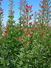 Redbirds in a Tree - Scrophularia macrantha, flowers seed - Caribbean garden seed