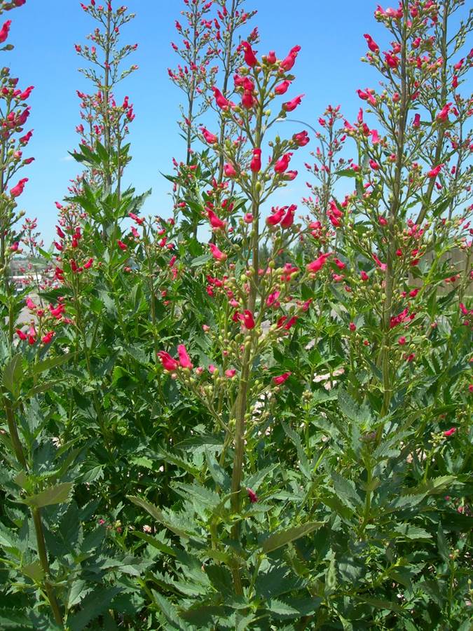 Redbirds in a Tree - Scrophularia macrantha, flowers seed - Caribbean garden seed