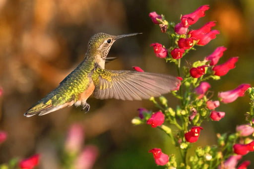 Redbirds in a Tree - Scrophularia macrantha, flowers seed - Caribbean garden seed