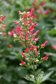Redbirds in a Tree - Scrophularia macrantha, flowers seed - Caribbean garden seed