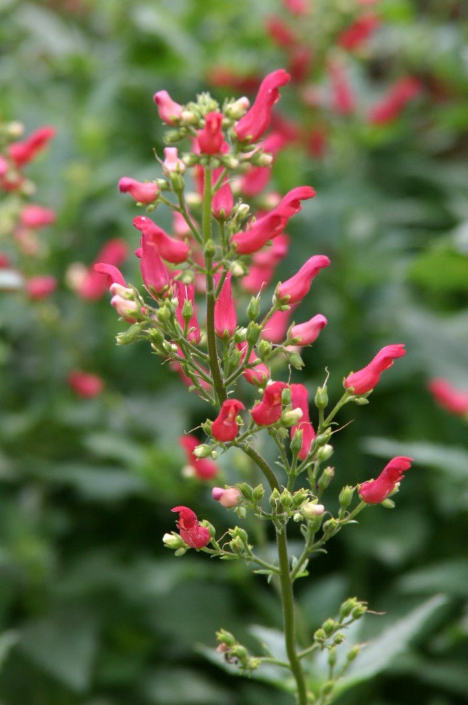 Redbirds in a Tree - Scrophularia macrantha, flowers seed - Caribbean garden seed