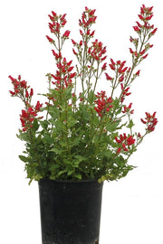 Redbirds in a Tree - Scrophularia macrantha, flowers seed - Caribbean garden seed
