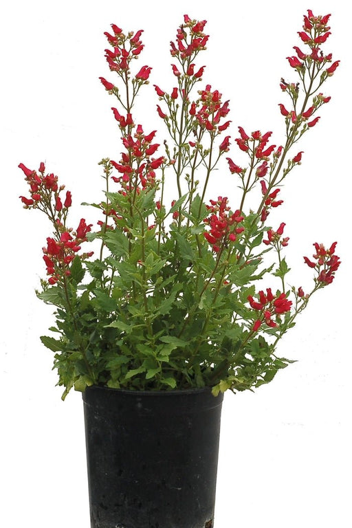 Redbirds in a Tree - Scrophularia macrantha, flowers seed - Caribbean garden seed