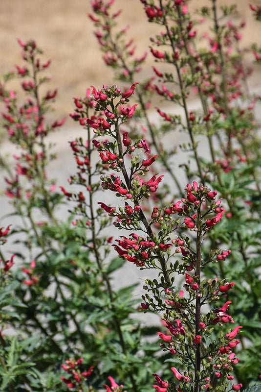 Redbirds in a Tree - Scrophularia macrantha, flowers seed - Caribbean garden seed