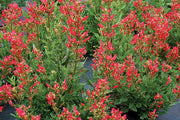 Redbirds in a Tree - Scrophularia macrantha, flowers seed - Caribbean garden seed
