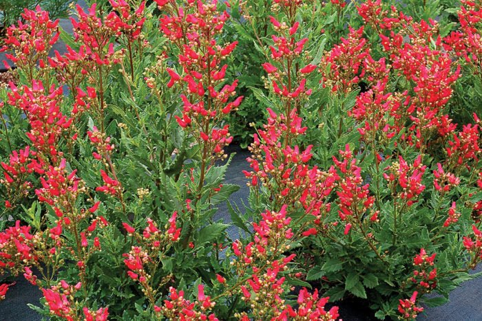Redbirds in a Tree - Scrophularia macrantha, flowers seed - Caribbean garden seed