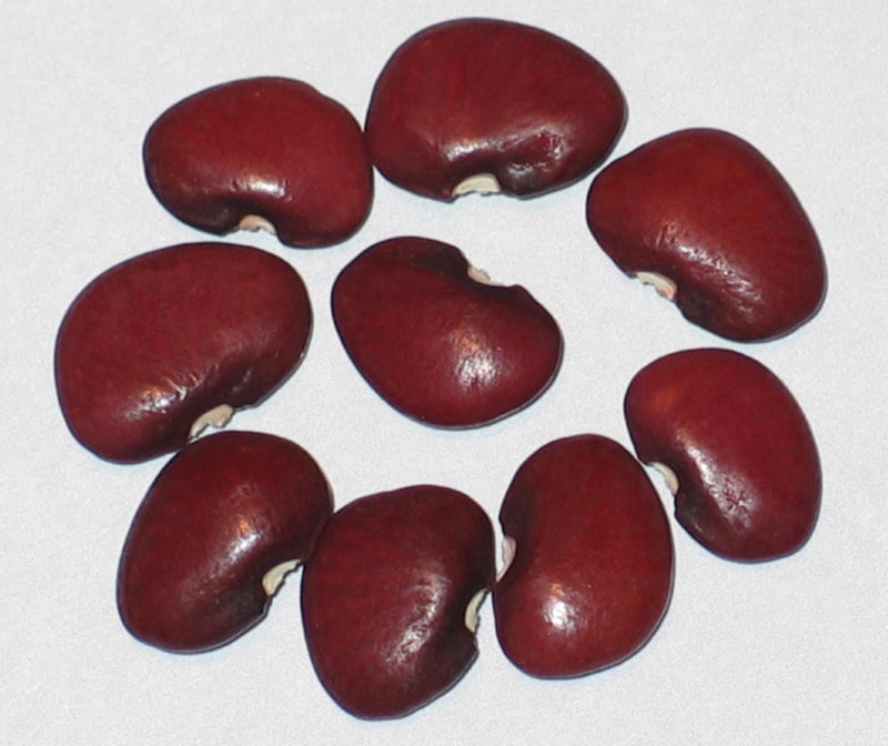 Dutch Purple Burgundy Pole Lima Bean Seeds