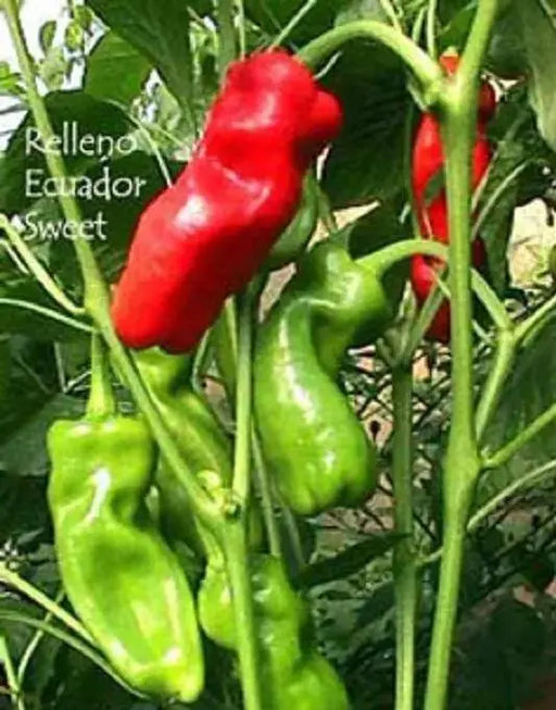 RELLENO ECUADOR SWEET PEPPER - Capsicum annuum - Caribbeangardenseed