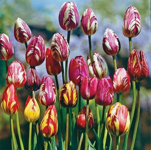 Tulip -Rembrandt Assorted -10 Tulip Bulbs. - Caribbeangardenseed