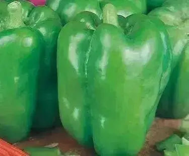 REVOLUTION GREEN BELL PEPPER SEEDS ,Capsicum annuum, SWEET PEPPER - Caribbean garden seed