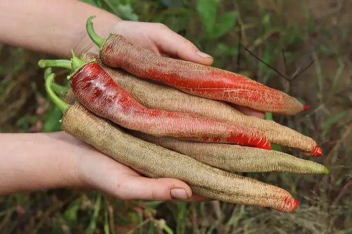 [Seeds] - Caribbeangardenseed