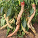 Rezha Macedonian hot Pepper Seeds , Capsicum annuum. - Caribbean garden seed