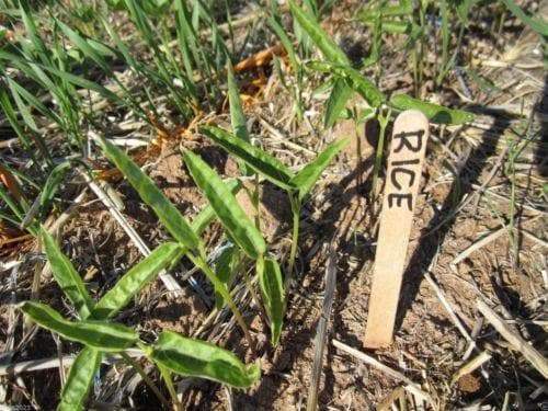 200 Rice Bean,White (Vigna umbellata) AKA Climbing-Mountain-Bean - Seeds - Caribbeangardenseed