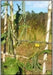 Rice Bean,White,  Climbing-Mountain-Bean - Seeds - Caribbean garden seed