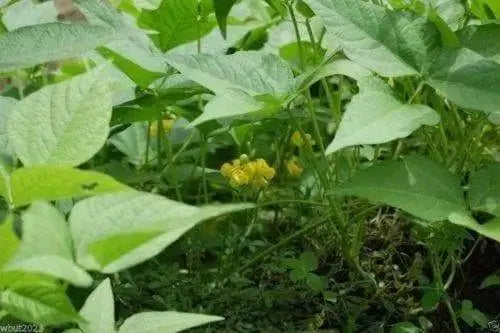 200 Rice Bean,White (Vigna umbellata) AKA Climbing-Mountain-Bean - Seeds - Caribbeangardenseed