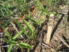 Rice Bean,White,  Climbing-Mountain-Bean - Seeds - Caribbean garden seed