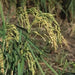 Rice Seeds,White Long Grain Rice ! Asian Vegetable - Caribbeangardenseed