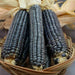 Rio Grande Blue-ORGANIC corn., VEGETABLE SEEDS. - Caribbeangardenseed