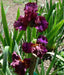 rio rojo Tall Bearded Iris, BAREROOT Plants, Iris Germanica - Caribbeangardenseed