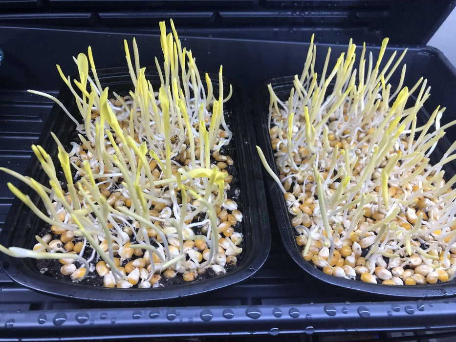 Robust 997 Corn Seed, Shoots microgreens /Popcorn - Caribbeangardenseed