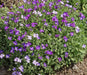 Rockcress Flowers Seeds - Aubrieta Royal Mix ,Perennial - Caribbeangardenseed