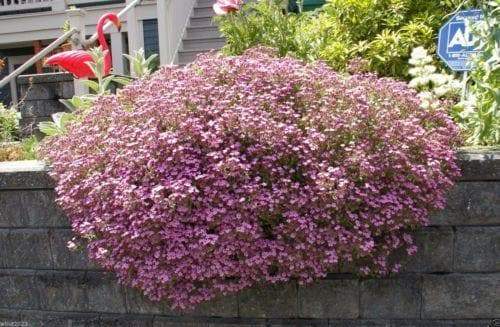 Rock Soapwort Flowers Seeds, Perennial Ground Cover - Caribbeangardenseed