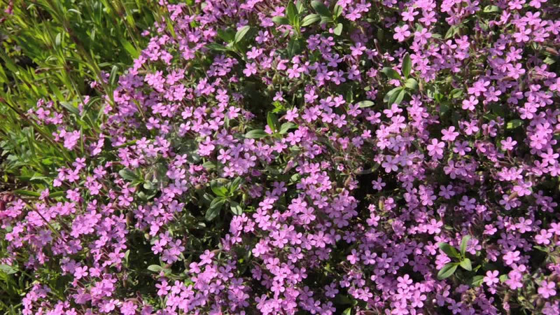Bouncing Bet Soapwort Seeds – Fragrant Perennial Wildflower, Medicinal Herb (Saponaria officinalis)
