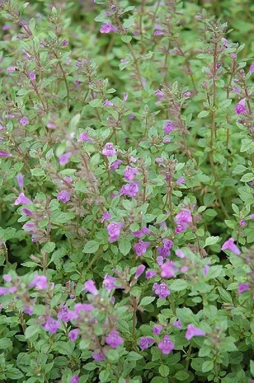 Rock Thyme Herb Seeds (Acinos alpinus) Alpine Catmint,Perennial Groundcover - Caribbeangardenseed