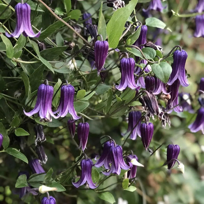 Roguchi clematis (Starter Plant) Perennial VINE - Caribbean garden seed
