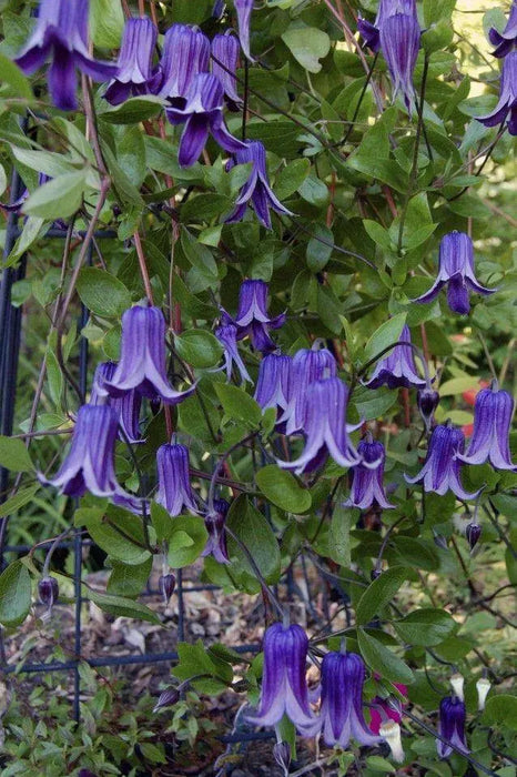 Clematis '‘Rooguchi’, Starter Plant, VINE - Caribbeangardenseed