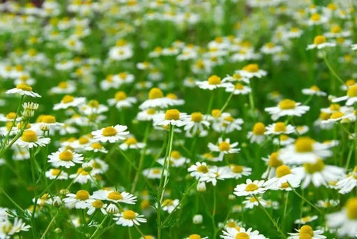 Roman Chamomile Seeds (Anthemis nobilis) Organically Grown Herb - Caribbeangardenseed