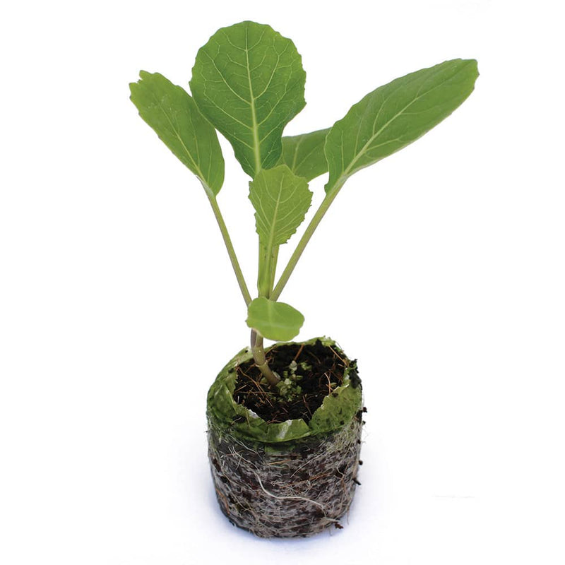4 Veronica Romanesco Live Plants