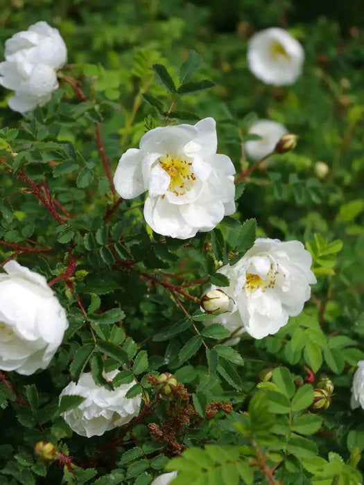 Rosa spinosissima, BURNET ROSE, SCOTCH ROSE Seed, PERENNIAL SHRUB - Caribbean garden seed